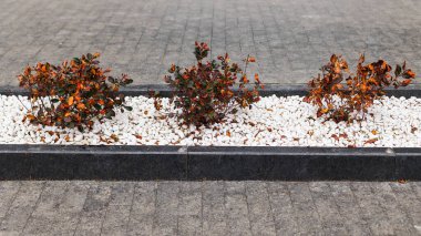 Modern bir evin yanında lüks bir peyzaj. Kaldırımın kenarındaki beyaz taşlarda küçük çalılar.