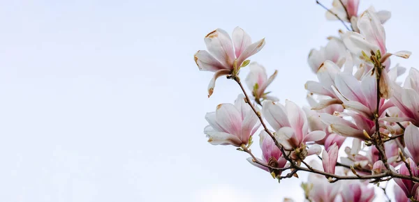 Isolated Branch Flowering Magnolia Blue Sky Beautiful Blooming Magnolia Flowers — Foto de Stock