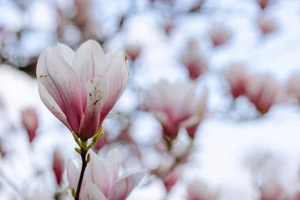 Beautiful Blooming Magnolia Flowers Urban Park Springtime Close Blooming Pink — Foto de Stock