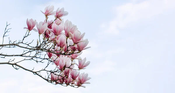 Isolated Branch Flowering Magnolia Blue Sky Beautiful Blooming Magnolia Flowers — Foto de Stock