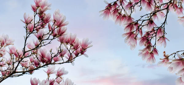 Gentle Spring Mockup Beautiful Blooming Pink Magnolia Flowers Background Spring — Foto de Stock