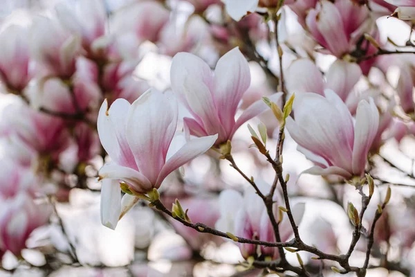 Beautiful Blooming Magnolia Flowers Urban Park Springtime Close Blooming Pink — Foto de Stock