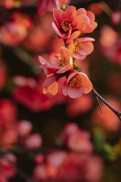 Japon aygırı Chaenomeles Maulya 'yı kapatın - düşük ayva. Chaenomeles Specosa. Chaenomeles Kızıl Neşe. Yüksek kalite fotoğraf