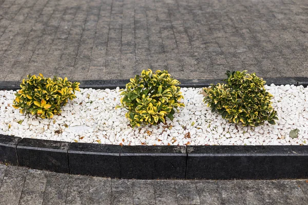 Modern bir evin yanında lüks bir peyzaj. Kaldırımın kenarındaki beyaz taşlarda küçük çalılar.