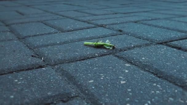 被压扁的螳螂躺在人行道上，路人的脚踏在附近 — 图库视频影像