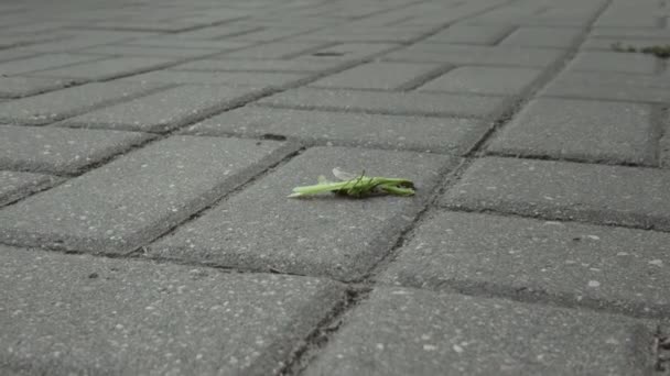 En krossad mantis ligger på trottoaren, en fotgängare trampar i närheten, närbild — Stockvideo