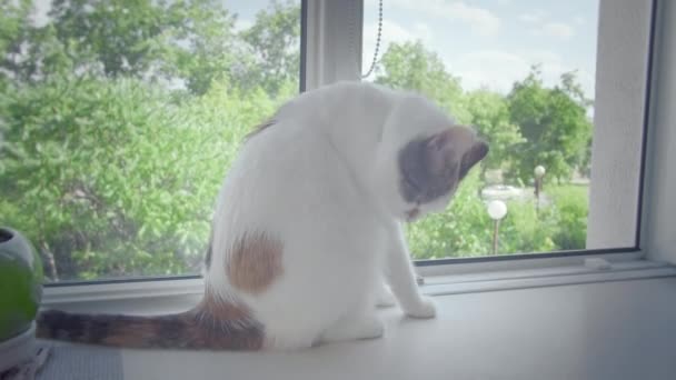 Gato blanco con manchas multicolores en el pelaje sentado en el alféizar de una ventana abierta se lava, rastreo de la cámara — Vídeos de Stock