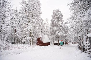 Kar yığınlarındaki karlarla kaplı ağaçların sakin manzarası. Siyah ceketli güzel bir kadın Sihirli Kış Ormanı 'nda yürüyor. Bulutlu gökyüzü ile doğal manzara. 