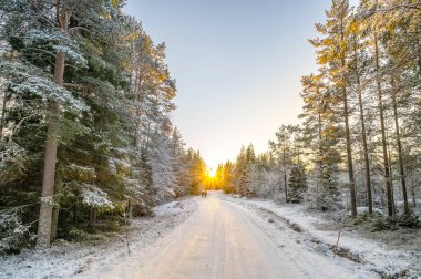 Karlarla kaplı ağaçların sakin manzarası kar yığınları ve güzel günbatımı. Siyah ceketli güzel bir kadın Sihirli Kış Ormanı 'nda yürüyor. Kış manzarası.