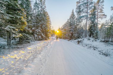 Karlarla kaplı ağaçların sakin manzarası kar yığınları ve güzel günbatımı. Siyah ceketli güzel bir kadın Sihirli Kış Ormanı 'nda yürüyor. Kış manzarası.