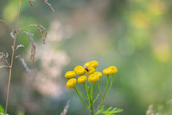Zbliżenie Żółtych Wiosennych Kwiatów Ziemi Świetle Słonecznym Świeżym Zielonym Tle — Zdjęcie stockowe