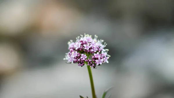 Detaljer Små Lavendel Blommor Naturlig Bakgrund — Stockfoto