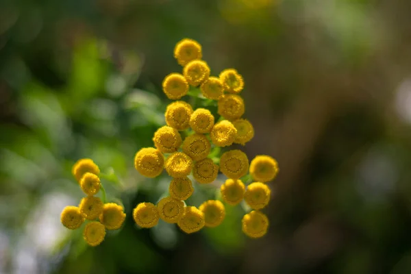 Крупним Планом Жовті Весняні Квіти Землі Сонячному Світлі Через Свіжий — стокове фото