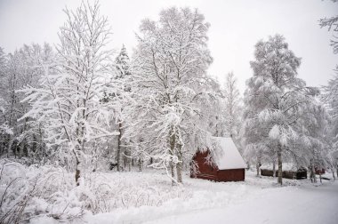 Kar yığınlarındaki karlarla kaplı ağaçların sakin manzarası. Sihirli kış ormanında küçük bir kulübe. Bulutlu gökyüzü ile doğal manzara. 