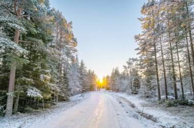 Karlarla kaplı ağaçların sakin manzarası kar yığınları ve güzel günbatımı. Siyah ceketli güzel bir kadın Sihirli Kış Ormanı 'nda yürüyor. Kış manzarası.