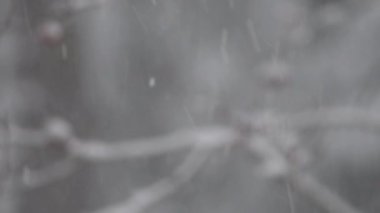 Bulanık kar yağışı arka planı. Rüzgarlı Şiddetli Kar Klibi, kış boyunca ağaçların dallandığı bir ormanda çekildi. Arkaplan telif alanı kavramı.