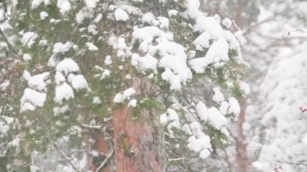 Расплывчатый Снегопад Ветреный Сильный Снегопад Видео Лесу Разветвляется Деревья Течение — стоковое видео