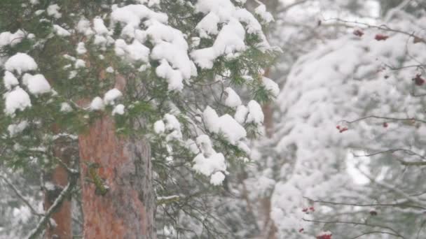 Fondo Nieve Borrosa Viento Nevadas Fuertes Vídeo Bosque Árboles Ramificados — Vídeo de stock