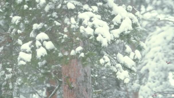 Fondo Nieve Borrosa Viento Nevadas Fuertes Vídeo Bosque Árboles Ramificados — Vídeos de Stock