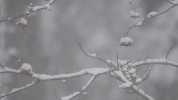 Расплывчатый Снегопад Ветреный Сильный Снегопад Видео Лесу Разветвляется Деревья Течение — стоковое видео