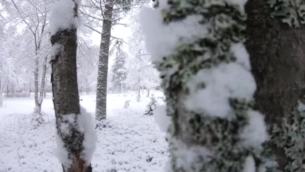 Desfocado Fundo Neve Vento Neve Pesada Vídeo Uma Floresta Ramificada — Vídeo de Stock