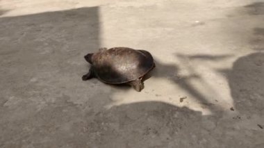 Deniz kaplumbağaları yazın gün batımında sürünüyorlar. Yeni başlayan okyanusta doğal güneşli. Güneş ışığından geçen güzel yavru kaplumbağalar. Işık ve gölge 4K.