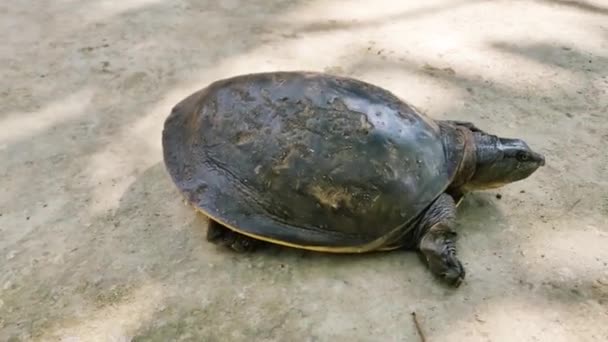 Kura Kura Laut Merangkak Halaman Saat Matahari Terbenam Pada Musim — Stok Video