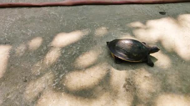 夏天海龟在草坪落日下爬行 在新的开始的海洋上自然阳光普照 美丽的小海龟在阳光下穿梭 光影4K — 图库视频影像