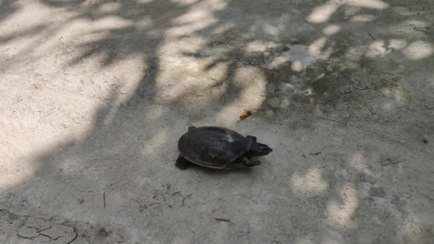 The ₦5,000 Tortoise I Bought And Ate (Photos) - Food - Nigeria