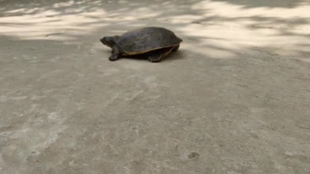 Tortugas Marinas Arrastrándose Césped Puesta Sol Verano Natural Soleado Nuevo — Vídeo de stock