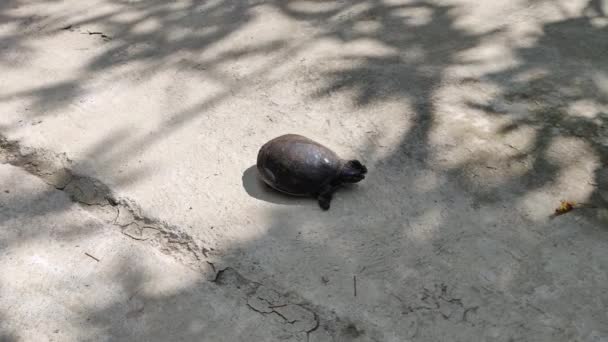 Tortugas Marinas Arrastrándose Césped Puesta Sol Verano Natural Soleado Nuevo — Vídeos de Stock