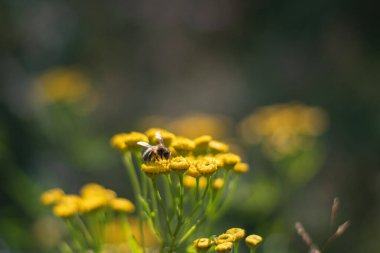 Sarı bahar çiçeklerinin güneş ışığında taze yeşil bir arka planda yere yakın durması. Çiçeğin üzerinde yumuşak odaklı güneş ışığı ve bal arısı. Güzel arkaplan, yakın plan.
