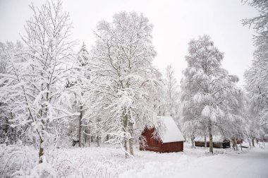 Kar yığınlarındaki karlarla kaplı ağaçların sakin manzarası. Sihirli kış ormanında küçük bir kulübe. Bulutlu gökyüzü ile doğal manzara. 