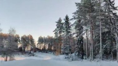 4K süratle karla kaplı yolda bir gezinti. Çam ağaçlarının tepesinde açık gökyüzü ışığı. Kış manzarasında araba sürüşünün hipersürat kamerası görüntüsü.