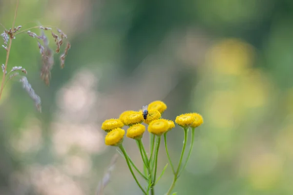 Zbliżenie Żółtych Wiosennych Kwiatów Ziemi Świetle Słonecznym Świeżym Zielonym Tle — Zdjęcie stockowe