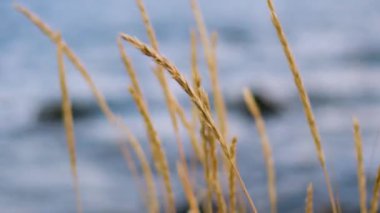 Doğal çayır pembe çiçeği, deniz kenarından esen rüzgârla yavaşça savruluyordu. Güzel yeşil sallanan çim tarlası romantikleştiriyor. Rüzgâr esintisi boyunca sallanıyor. Yeşil çevre kavramı.