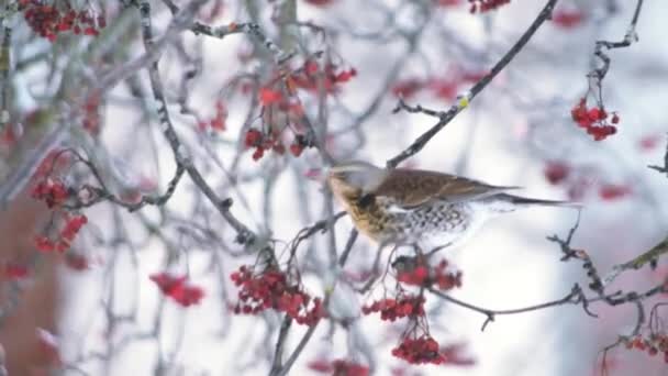 Hungriga Förbipasserande Sångfåglar Vintersnön Livnär Sig Röda Bär Frukter Trädgrenarna — Stockvideo