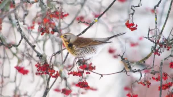 冬の雪の木の空腹の通行人の鳥は 木の枝の赤い果実に餌を与えます 冬に鳥に餌をやりなさい 4K背景コピースペース — ストック動画