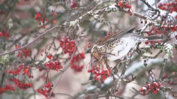 Passerina Flămândă Cântă Păsări Arborele Zăpadă Iarnă Hrănindu Fructe Roșii — Videoclip de stoc