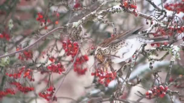 Hungrige Vorbeiziehende Singvögel Winterlichen Schneebaum Die Sich Von Roten Beerenfrüchten — Stockvideo