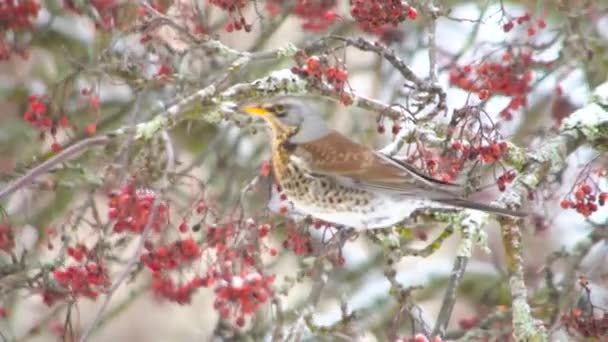 冬の雪の木の空腹の通行人の鳥は 木の枝の赤い果実に餌を与えます 冬に鳥に餌をやりなさい 4K背景コピースペース — ストック動画