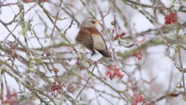 Hongerige Zangvogels Wintersneeuwboom Die Zich Voeden Met Rode Bessen Takken — Stockvideo