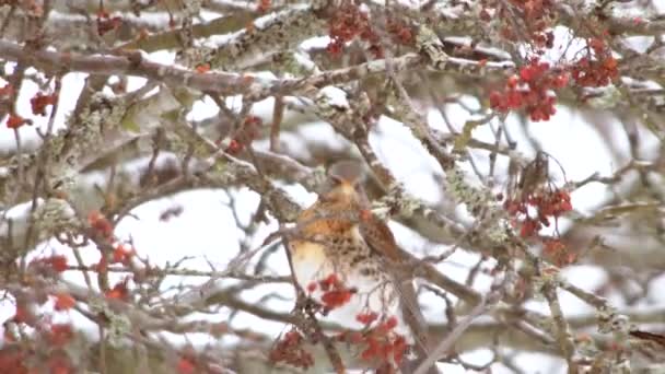 Pájaros Cantores Hambrientos Árbol Nieve Invierno Alimentándose Frutos Rojos Bayas — Vídeos de Stock