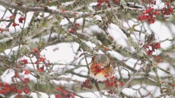 Głodne Pieśni Przechodniów Zimowym Śniegu Żywiące Się Czerwonymi Owocami Jagód — Wideo stockowe