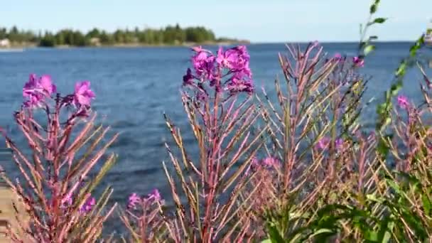 Natuurlijke Weide Roze Bloem Langzaam Beïnvloed Door Wind Waait Door — Stockvideo