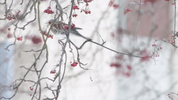 饥饿的过山车鸣禽在冬雪树上 吃着树上的红色浆果 在冬天喂鸟 4K背景版权空间 — 图库视频影像