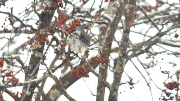 Pájaros Cantores Hambrientos Árbol Nieve Invierno Alimentándose Frutos Rojos Bayas — Vídeo de stock