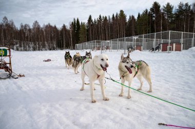 Kar Harikalar Diyarı 'nda güçlü bir köpek. Kış parkında iri köpeğini kucaklayan renkli elbiseli güzel bir kadının yakın plan portresi. Alaska Malamute, sonbaharda ya da kışın açık havada. Evcil hayvan. 
