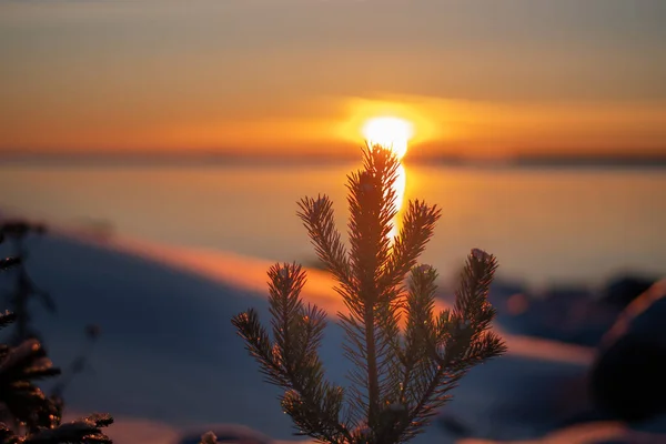 Panoramic Sunset Horizon Winter Wonderland Scenery Scenic Golden Evening Light — Stock Photo, Image