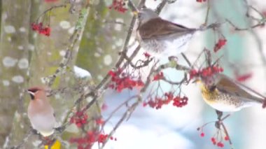 Kış kar ağacında, ağaçların dallarında kırmızı meyvelerle beslenen aç ötücü kuşlar. Kışın kuşları besle. 4K arkaplan kopyalama uzayı.